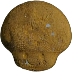 Compressa Mushroom — MDMA — Svizzera