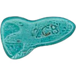 Compressa NASA — 2C-B — Svizzera