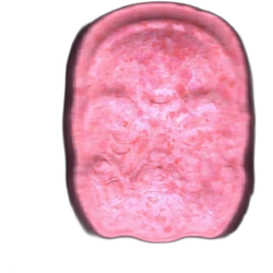 Compressa Anonymous — MDMA 174mg — Madrid, Spagna