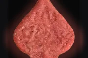Pillole Pica (Ecstasy / MDMA)