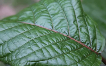 Foglia verde di kratom, Mitragyna speciosa, in primo piano