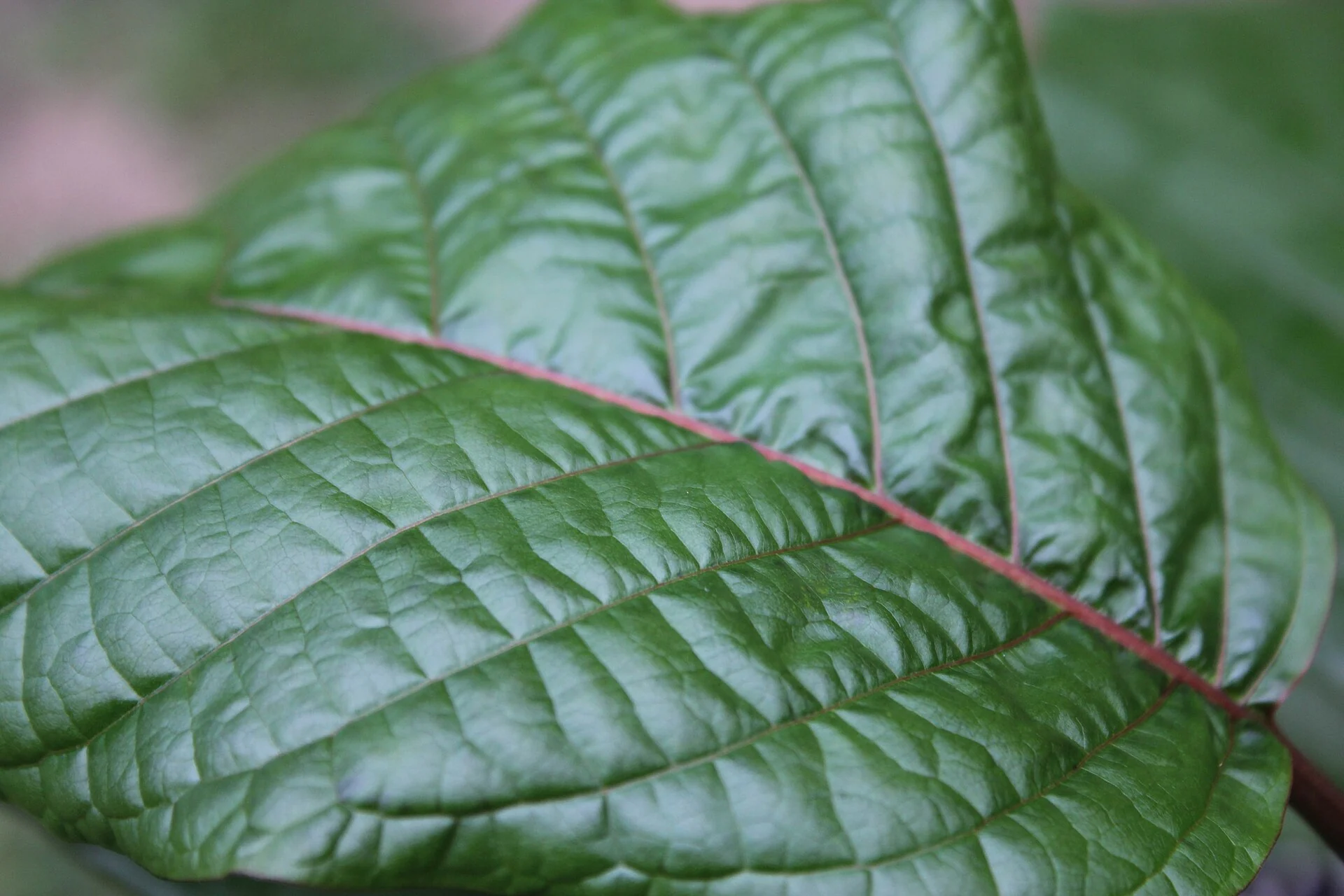 Foglia verde di kratom, Mitragyna speciosa, in primo piano