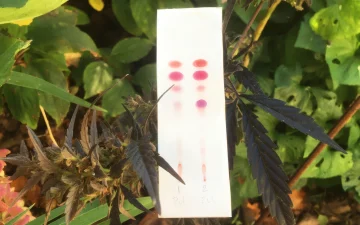 Infiorescenza di cannabis accanto a un kit PRO Test per cannabinoidi