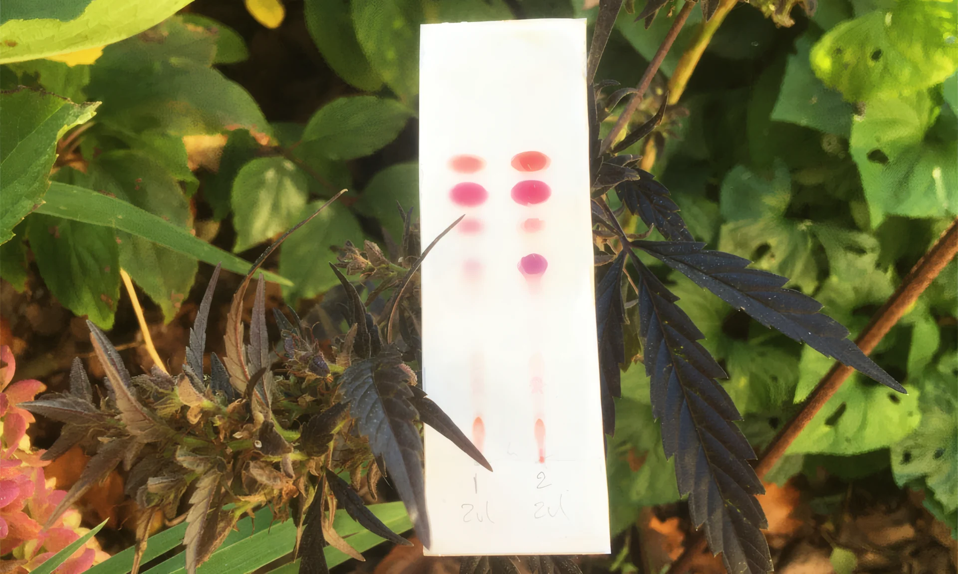 Infiorescenza di cannabis accanto a un kit PRO Test per cannabinoidi