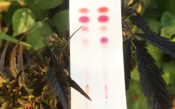 Testare infiorescenze, hashish e oli di CBD
