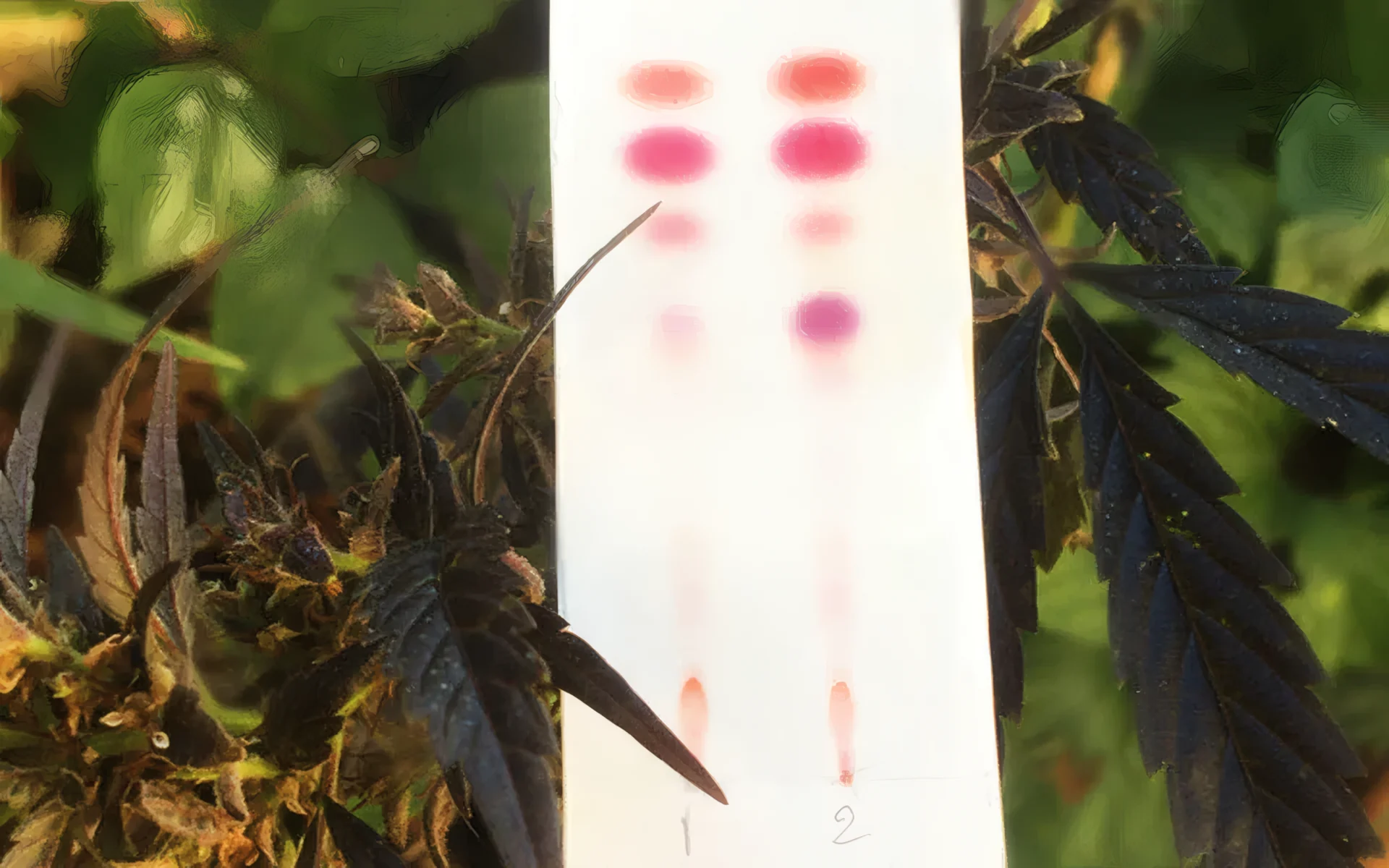 Testare infiorescenze, hashish e oli di CBD