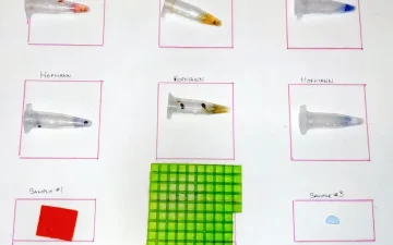 Test dei gel tab di LSD con i reagenti Ehrlich e Hofmann: tabella dei colori