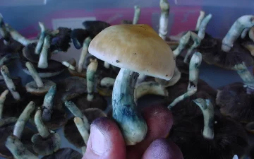 Colorazione blu sui funghi alla psilocibina