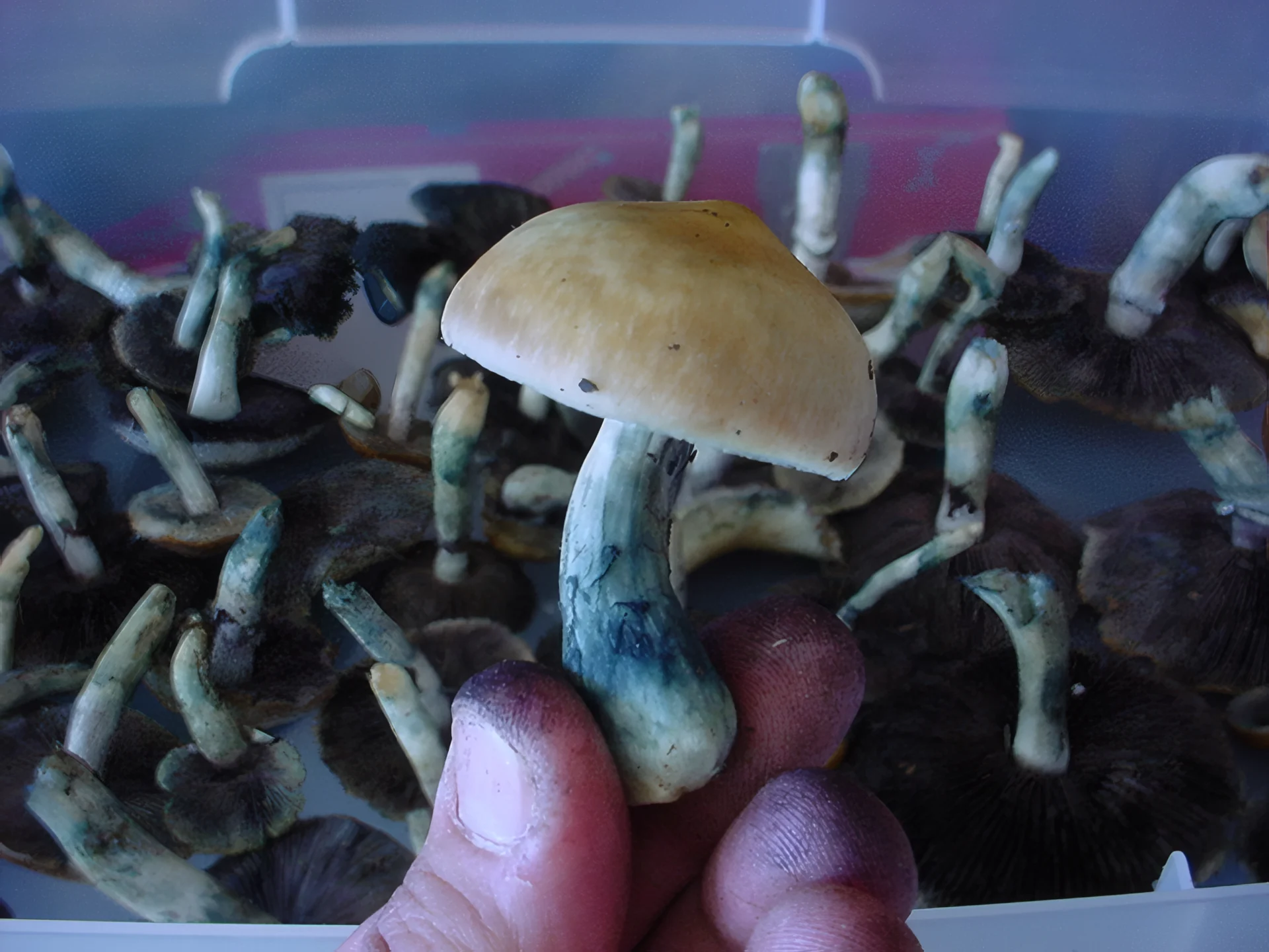 Colorazione blu sui funghi alla psilocibina
