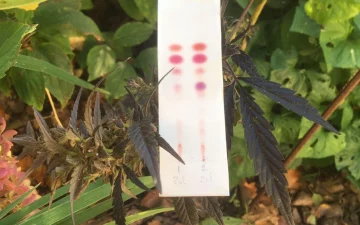 Come testare THC e CBD?