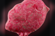 Pillole Bird (Ecstasy / MDMA)
