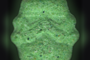 Pillole Stormtrooper (Ecstasy / MDMA)
