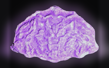 Pillole Shell (Ecstasy / MDMA)