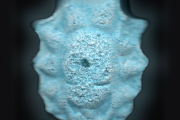 Pillole Rick