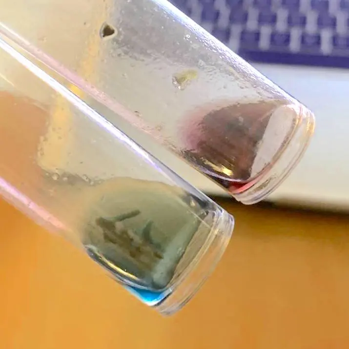 Due provette di plastica trasparente tenute inclinate, quella in alto con liquido rosa violaceo e quella in basso con liquido blu-verde e frammenti di pianta visibili