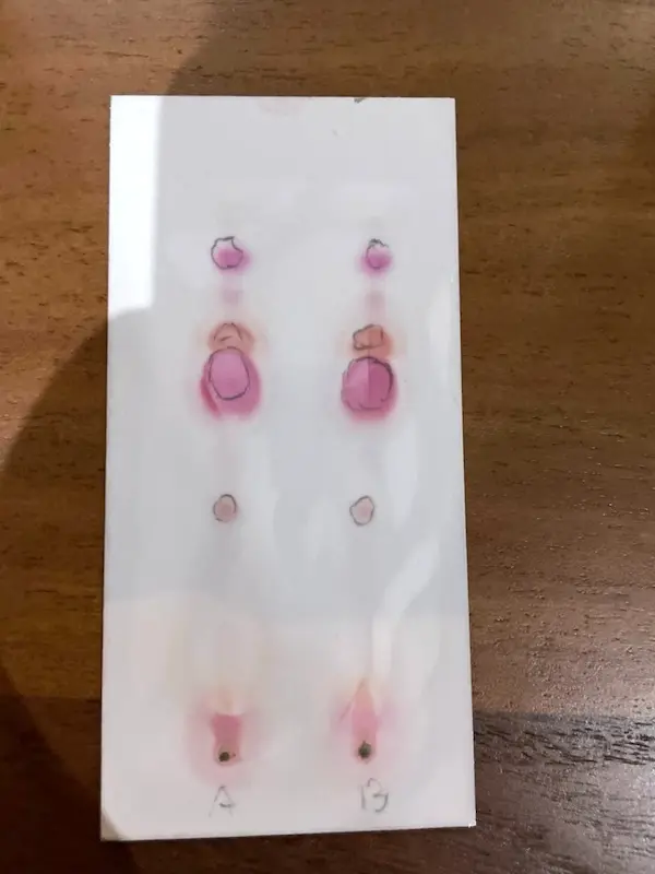 Una cartina di test per cannabinoidi sviluppata su un tavolo di legno con due corsie di campione marcate A e B, ciascuna con una colonna di macchie rosa e rosse cerchiate a matita