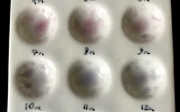 Cannabis Ol Mit Delta 8 THC (Delta (risultati di analisi di campioni diversi)